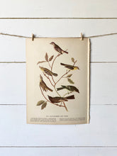 Load image into Gallery viewer, 433-434 Audubon Print