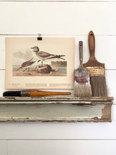 Load image into Gallery viewer, 285-286 Audubon Print
