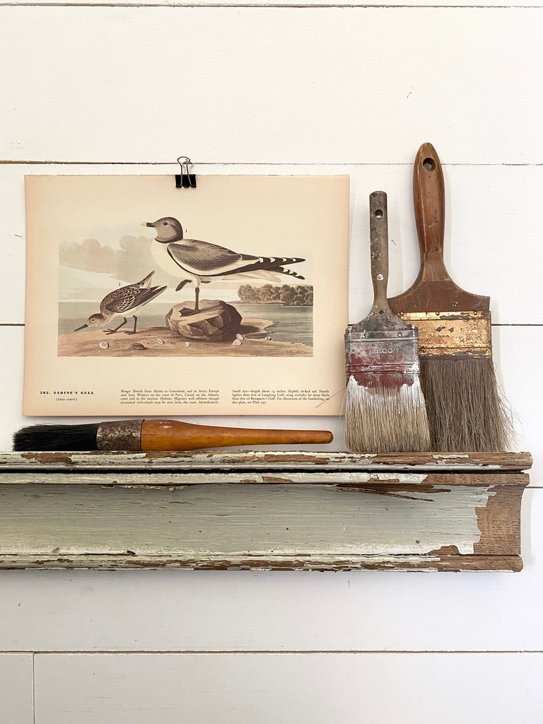 285-286 Audubon Print