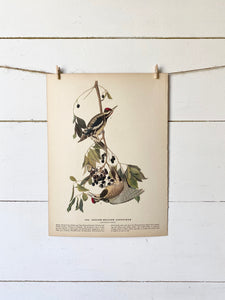 189-190 Audubon Print