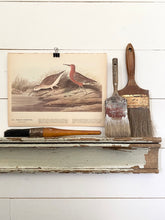Load image into Gallery viewer, 263-264 Audubon Print