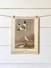 Load image into Gallery viewer, 189-190 Audubon Print
