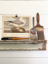Load image into Gallery viewer, 263-264 Audubon Print