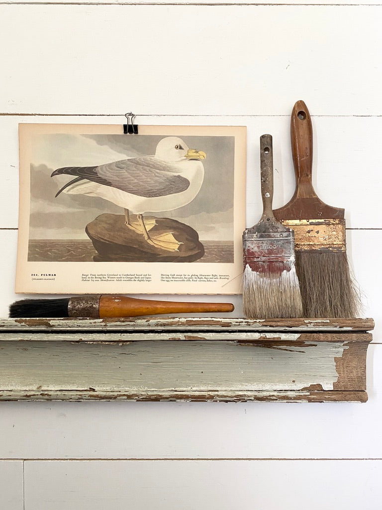 263-264 Audubon Print