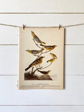 Load image into Gallery viewer, 433-434 Audubon Print