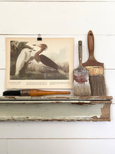 Load image into Gallery viewer, 255-256 Audubon Print