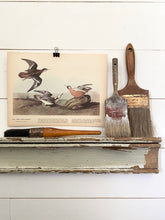 Load image into Gallery viewer, 255-256 Audubon Print