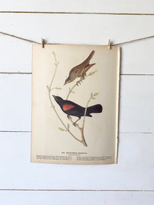 419-420 Audubon Print