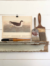 Load image into Gallery viewer, 299-300 Audubon Print