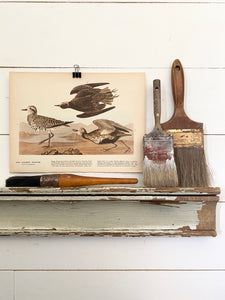 299-300 Audubon Print