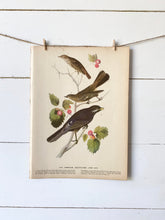 Load image into Gallery viewer, 419-420 Audubon Print