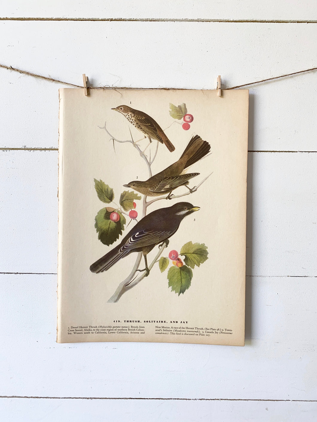 419-420 Audubon Print